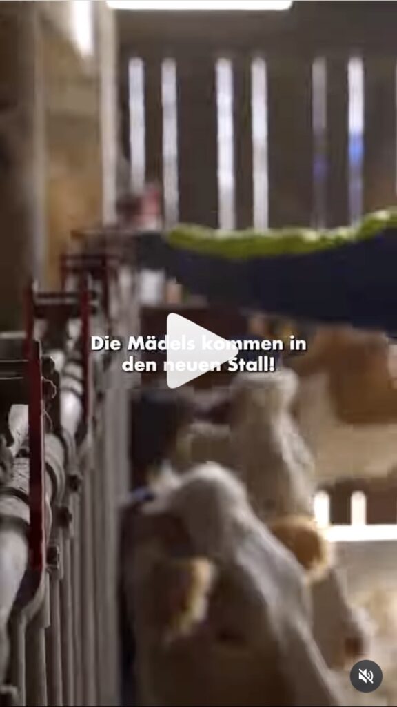 Videovorschau zum Stallbau