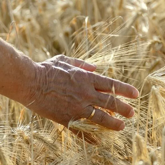 Eine Hand streift durch ein Feld